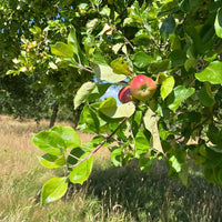 Somerset Cider Brandy 5yo - Latitude Wine & Liquor Merchant