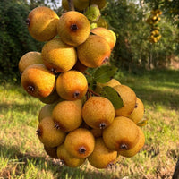 Somerset Cider Brandy 5yo - Latitude Wine & Liquor Merchant