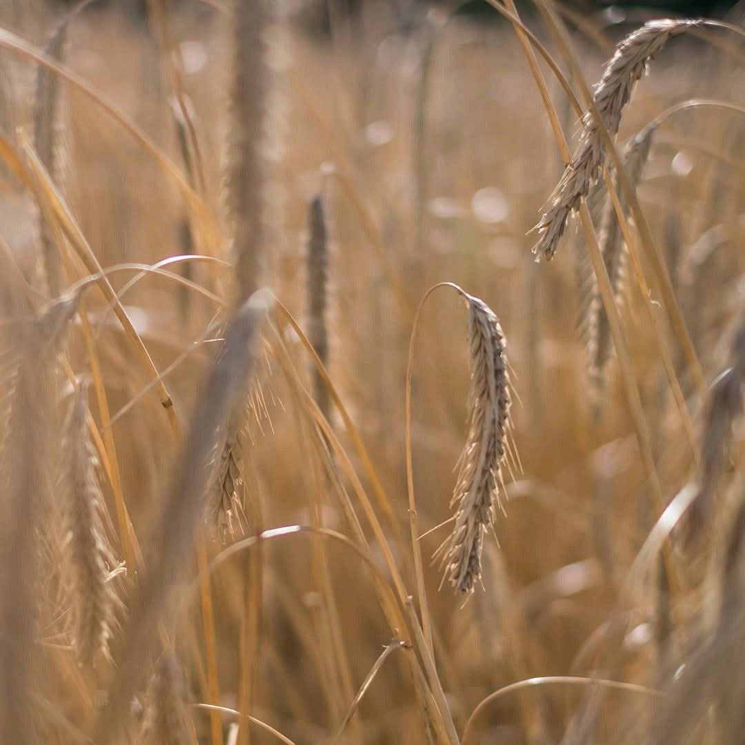 Stauning KAOS Danish Triple Malt Whisky - Latitude Wine & Liquor Merchant