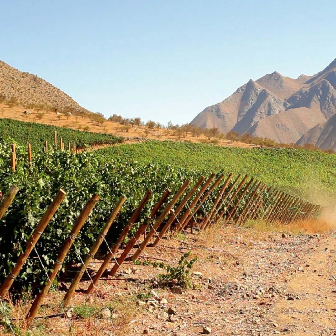 Tabali Talinay Sauvignon Blanc - Latitude Wine & Liquor Merchant