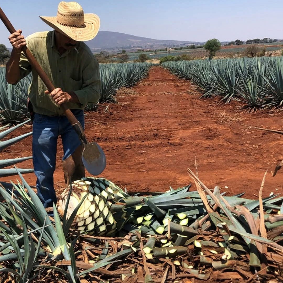 Tapatio Reposado 50cl - Latitude Wine & Liquor Merchant