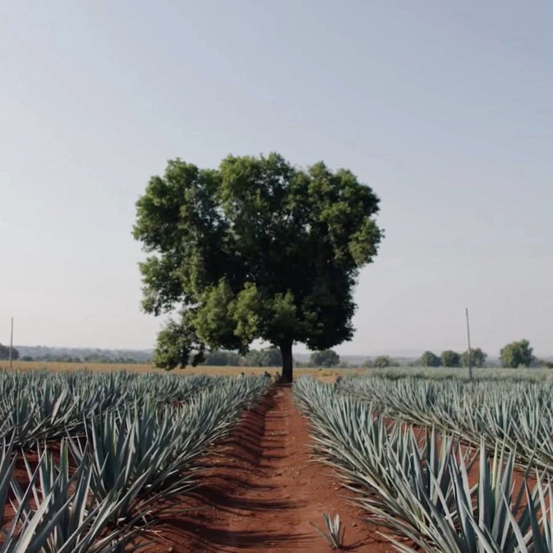 Tapatio Reposado 50cl - Latitude Wine & Liquor Merchant