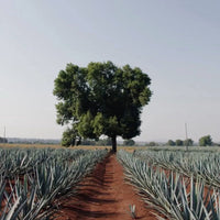 Tapatio Reposado 50cl - Latitude Wine & Liquor Merchant