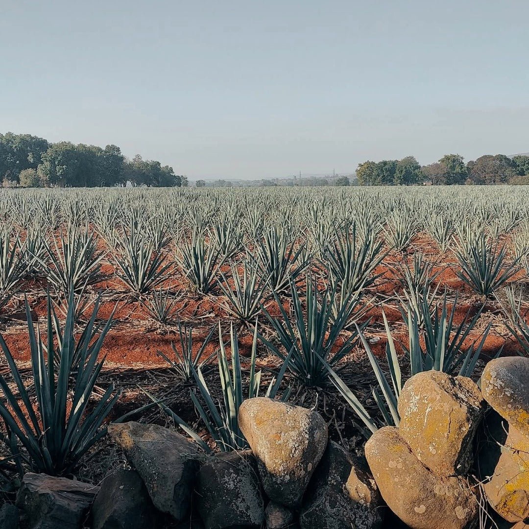 Tapatio Reposado 50cl - Latitude Wine & Liquor Merchant