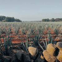 Tapatio Reposado 50cl - Latitude Wine & Liquor Merchant