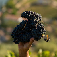Taylor's Vintage - Latitude Wine & Liquor Merchant