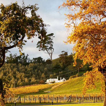 Te Mata Bullnose Syrah - Latitude Wine & Liquor Merchant