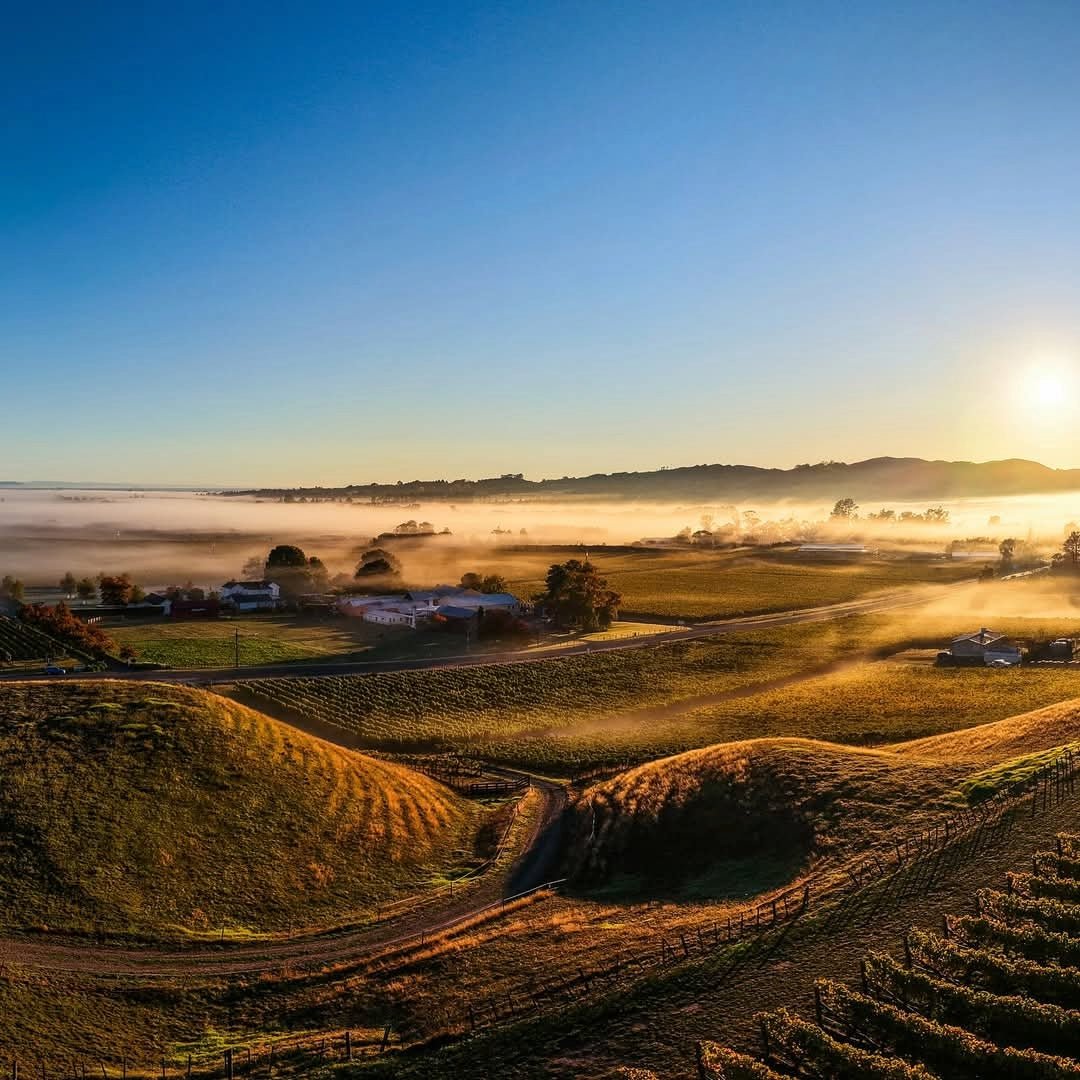 Te Mata Bullnose Syrah - Latitude Wine & Liquor Merchant