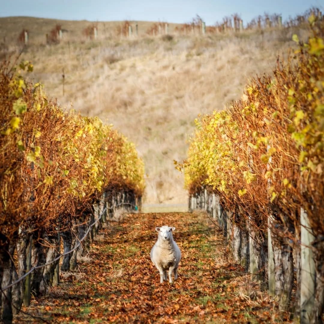 Te Mata Bullnose Syrah - Latitude Wine & Liquor Merchant