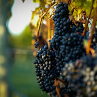 Te Mata Bullnose Syrah - Latitude Wine & Liquor Merchant