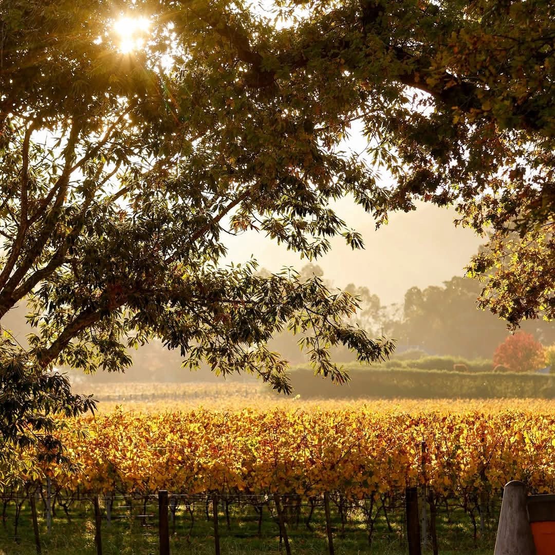 Te Mata Bullnose Syrah - Latitude Wine & Liquor Merchant