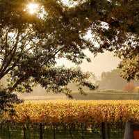Te Mata Bullnose Syrah - Latitude Wine & Liquor Merchant