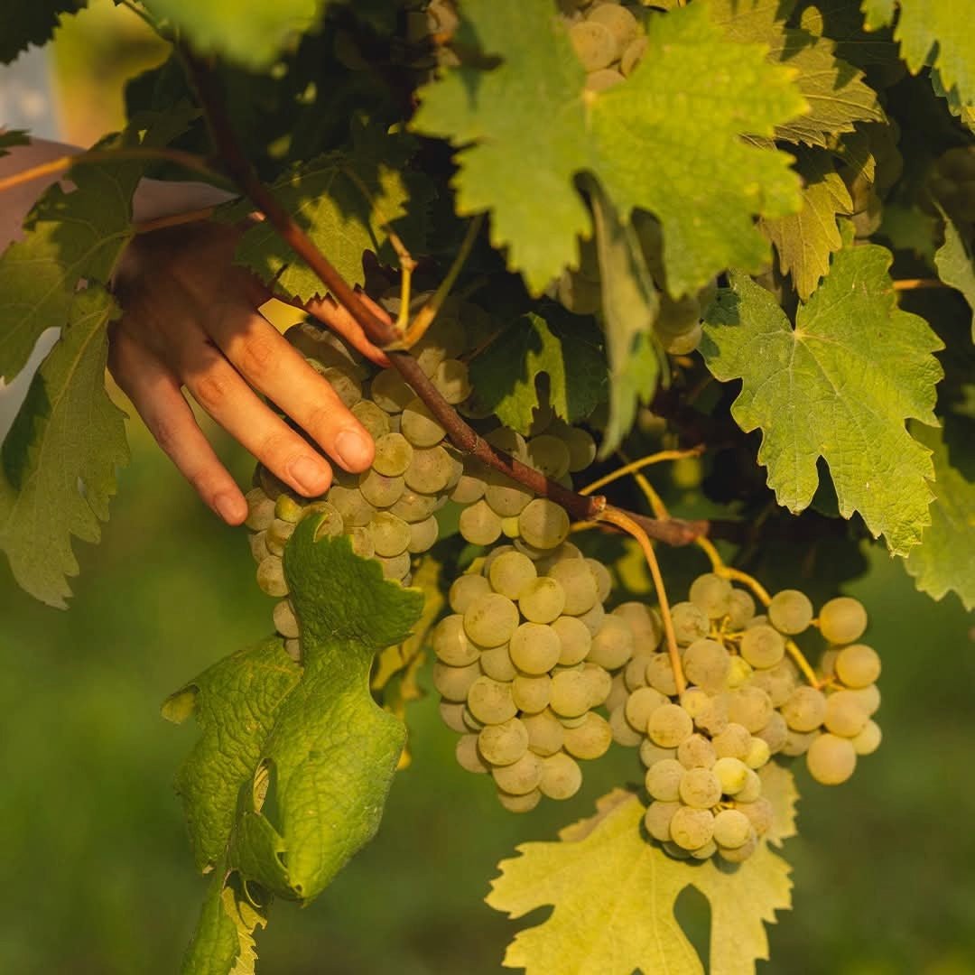 Teliani Valley Glekhuri Kiss Qvevri - Latitude Wine & Liquor Merchant