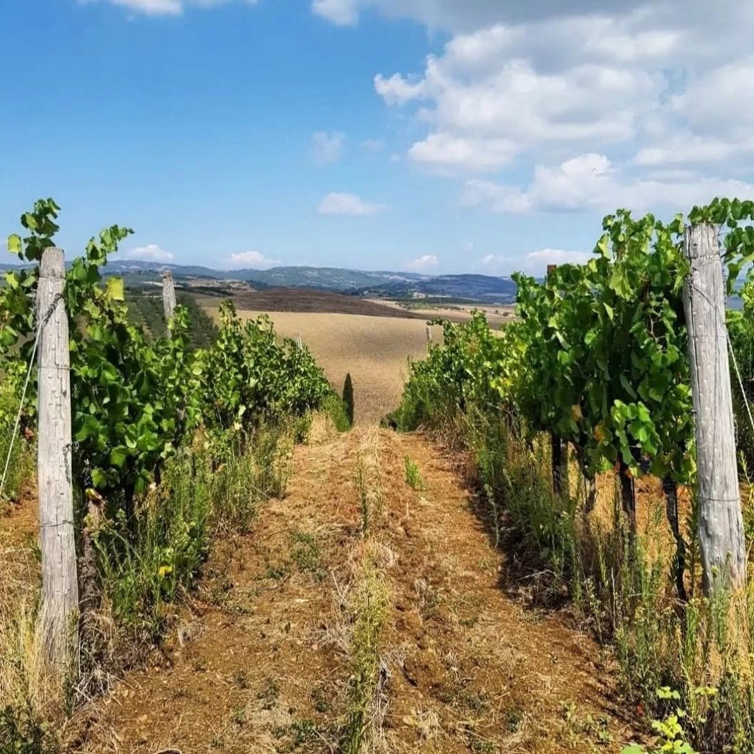 Tenuta Aquilaia Maremma Ciliegiolo - Latitude Wine & Liquor Merchant