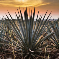 Terralta Reposado Tequila - Latitude Wine & Liquor Merchant