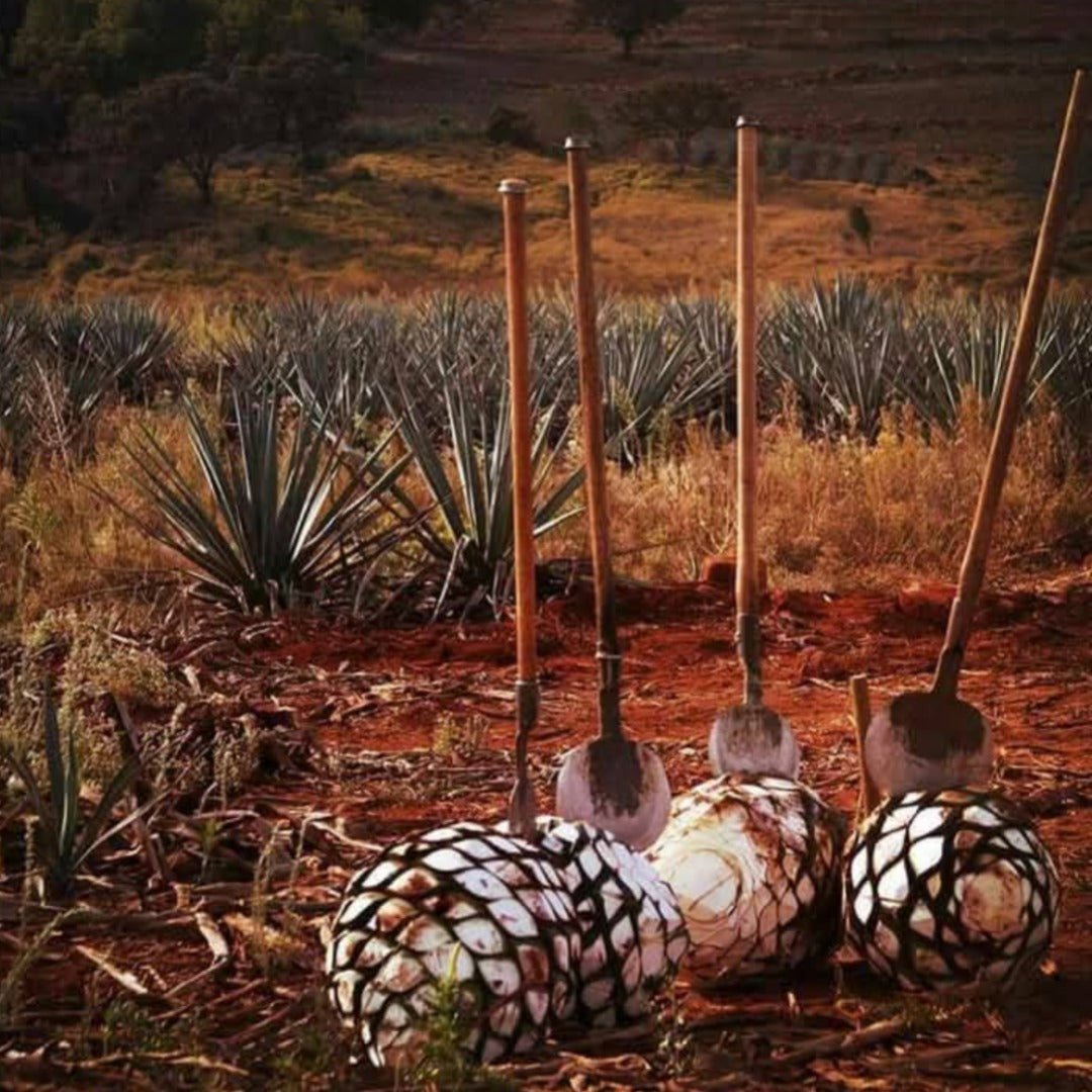 Terralta Reposado Tequila - Latitude Wine & Liquor Merchant