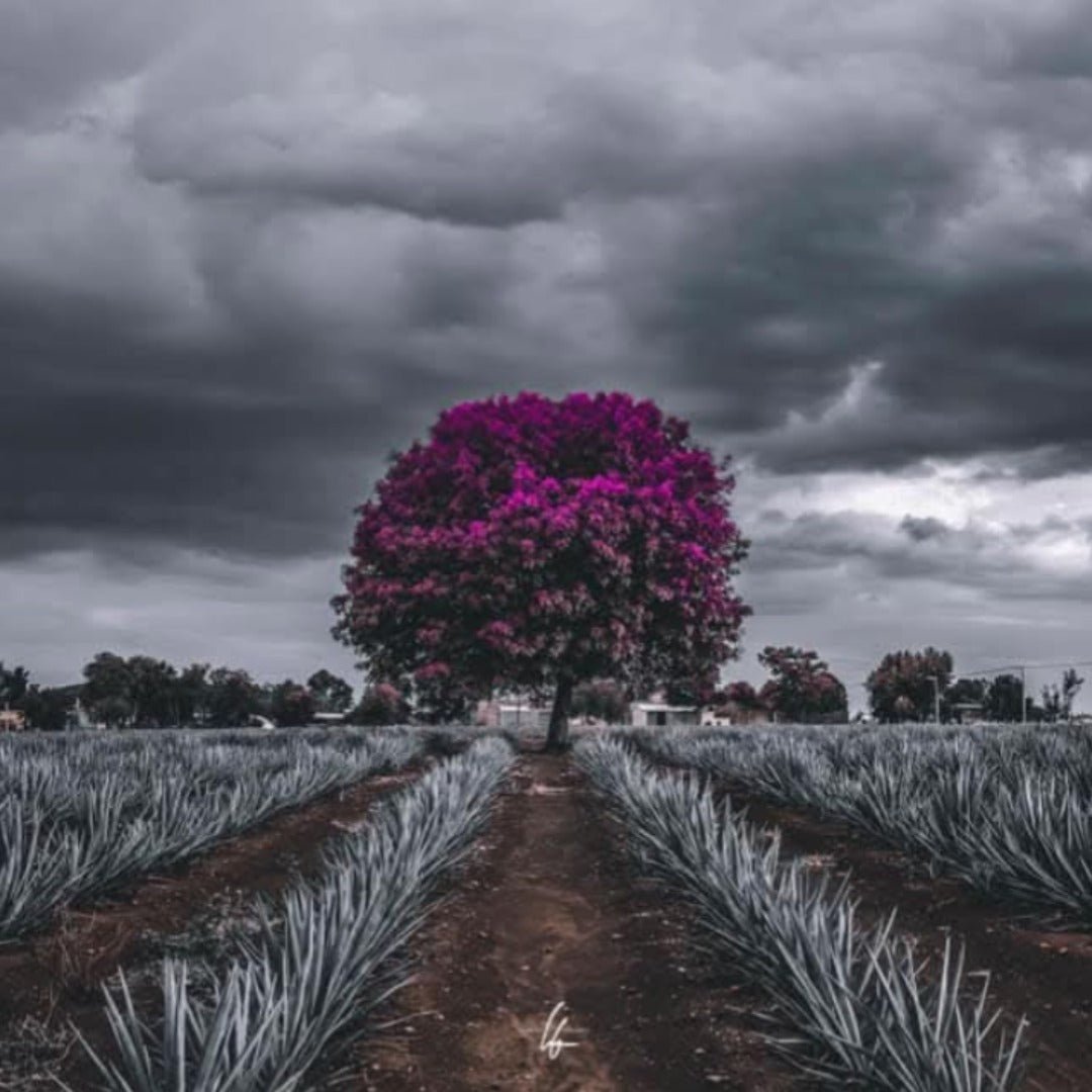 Terralta Reposado Tequila - Latitude Wine & Liquor Merchant