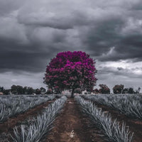 Terralta Reposado Tequila - Latitude Wine & Liquor Merchant