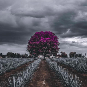 Terralta Reposado Tequila - Latitude Wine & Liquor Merchant