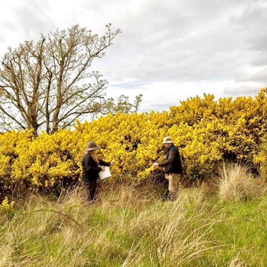 The Botanist Distiller's Strength Islay Gin - Latitude Wine & Liquor Merchant