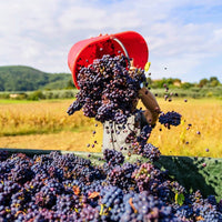 The Federalist Central Coast Pinot Noir - Latitude Wine & Liquor Merchant