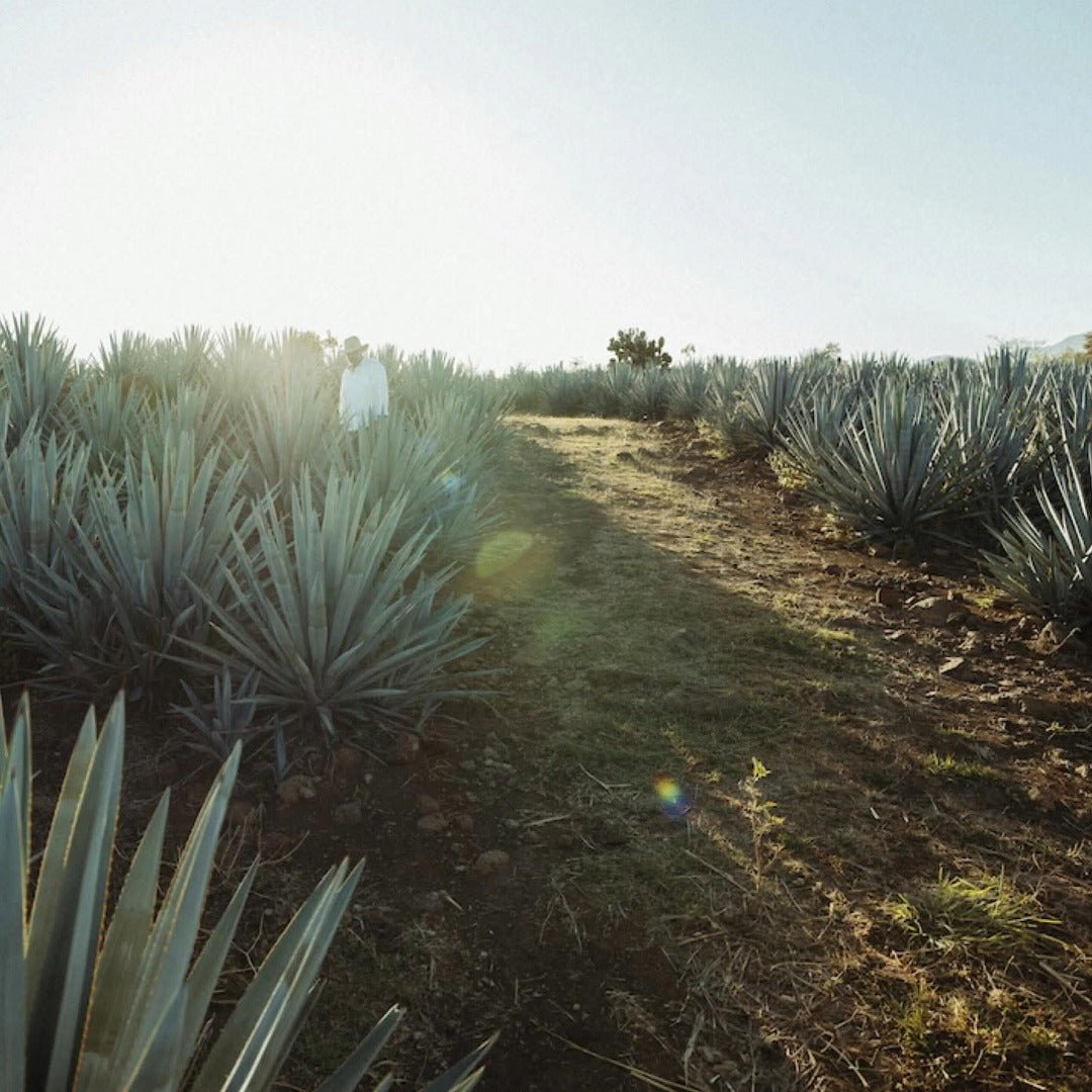 The Lost Explorer Tequila Blanco - Latitude Wine & Liquor Merchant