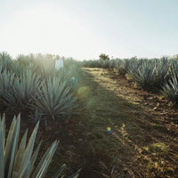 The Lost Explorer Tequila Blanco - Latitude Wine & Liquor Merchant