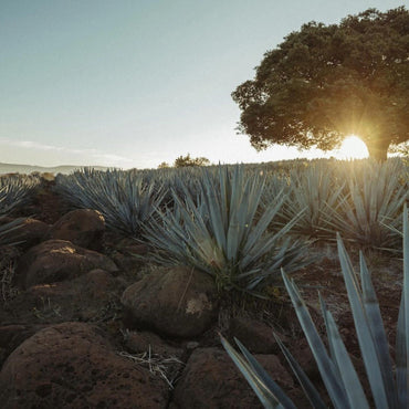 The Lost Explorer Tequila Blanco - Latitude Wine & Liquor Merchant
