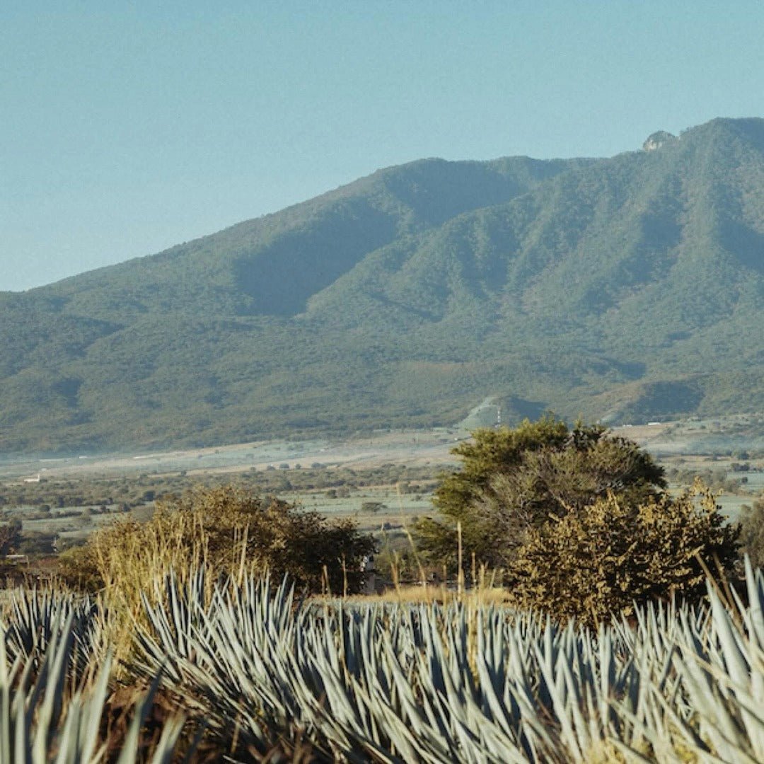 The Lost Explorer Tequila Blanco - Latitude Wine & Liquor Merchant
