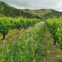 Tinpot Hut 'Marlborough' Sauvignon Blanc - Latitude Wine & Liquor Merchant