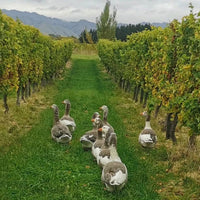 Tinpot Hut 'Marlborough' Sauvignon Blanc - Latitude Wine & Liquor Merchant