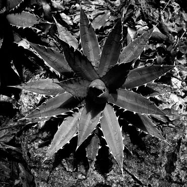 Tres Tribus Ensamble Mezcal - Latitude Wine & Liquor Merchant