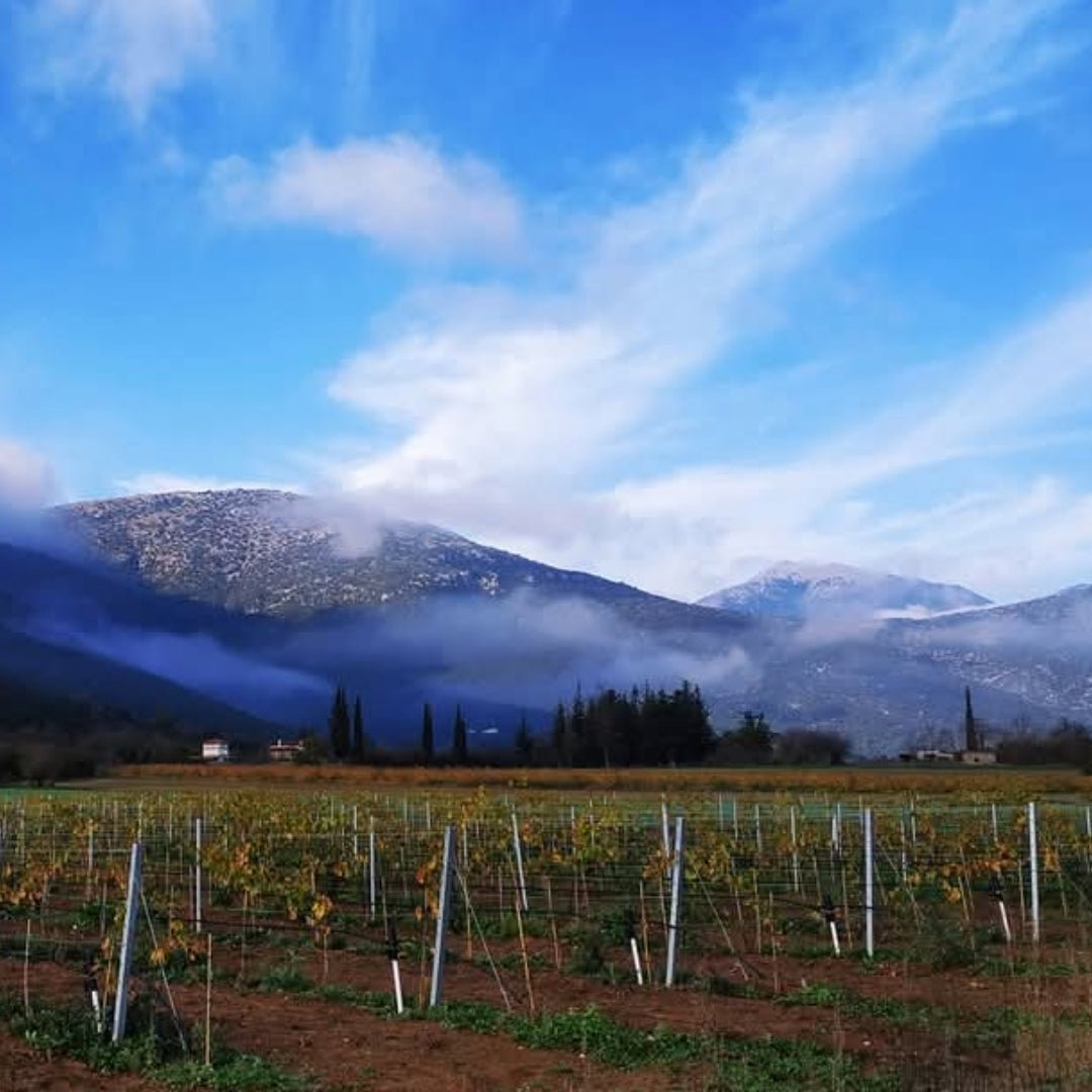 Troupis TOMH Mantinia Moscholfilero - Latitude Wine & Liquor Merchant