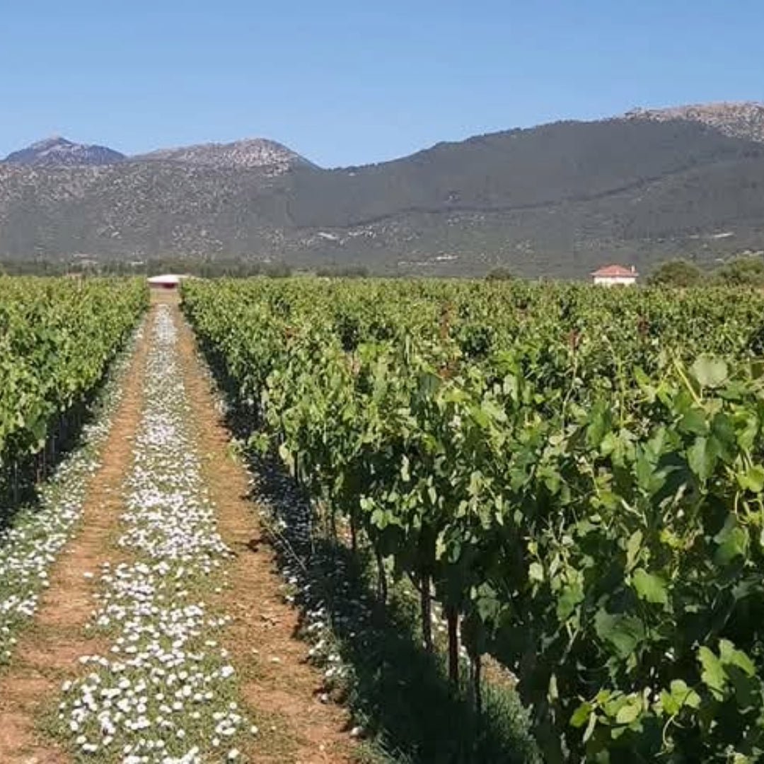 Troupis TOMH Mantinia Moscholfilero - Latitude Wine & Liquor Merchant