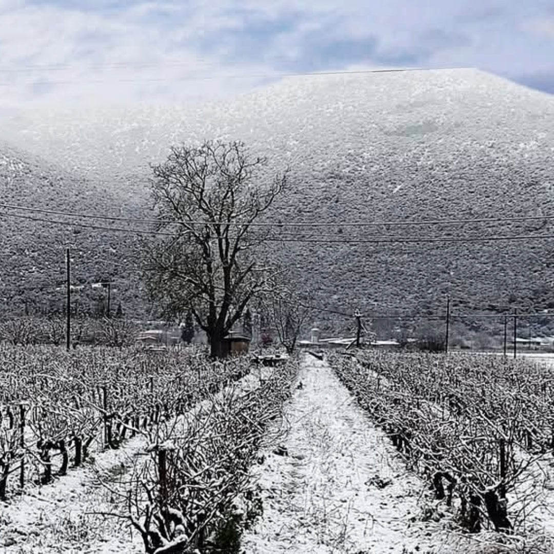 Troupis TOMH Mantinia Moscholfilero - Latitude Wine & Liquor Merchant