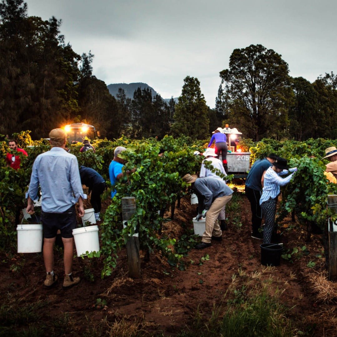 Tyrell's Hunter Valley Chardonnay - Latitude Wine & Liquor Merchant