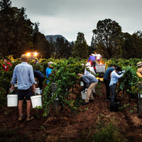 Tyrell's Hunter Valley Chardonnay - Latitude Wine & Liquor Merchant