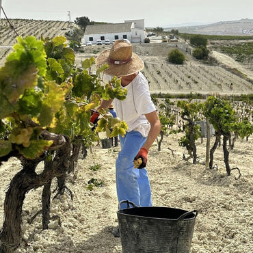 Valdespino Pedro Ximenez El Candado 37.5cl - Latitude Wine & Liquor Merchant