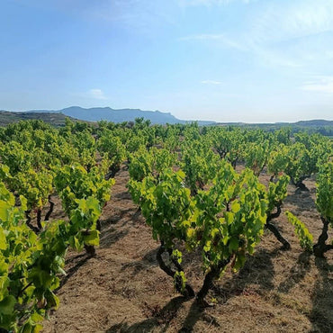 Valenciso Rioja Reserva 10 Anos Despues - Latitude Wine & Liquor Merchant