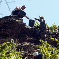 Venateros Bravos Volcanico Pais - Latitude Wine & Liquor Merchant