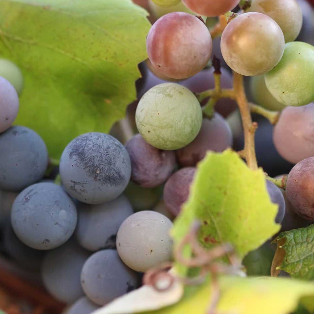 Vesevo Beneventano Falanghina - Latitude Wine & Liquor Merchant