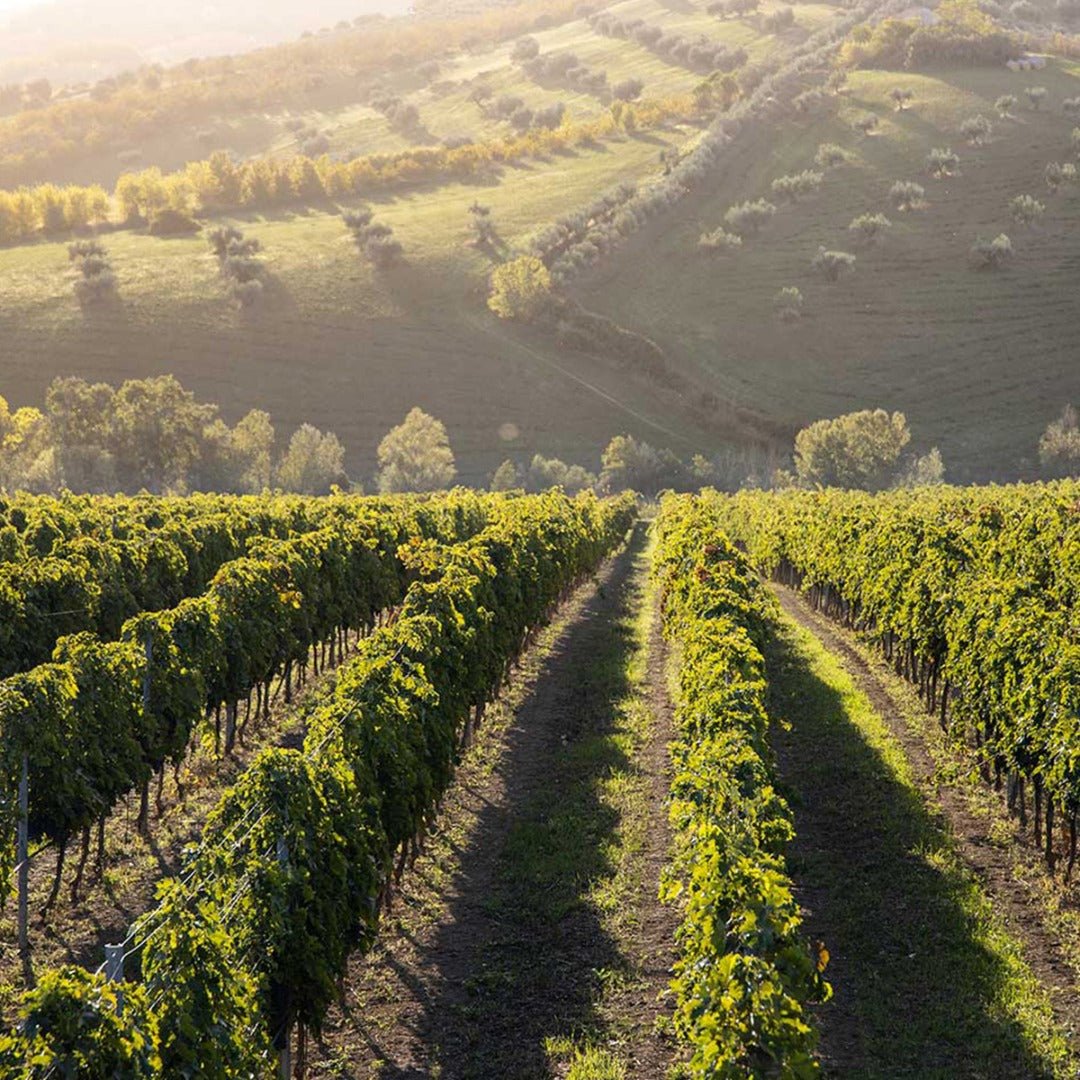 Vesevo Beneventano Falanghina - Latitude Wine & Liquor Merchant