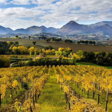 Vigneti Del Cerro Verdicchio Di Matelica - Latitude Wine & Liquor Merchant