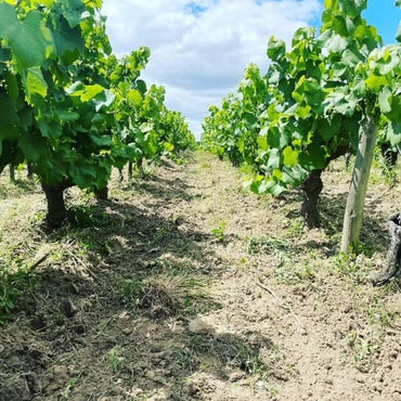 Vignoble Drouard Muscadet Fief De l'Ancruere - Latitude Wine & Liquor Merchant