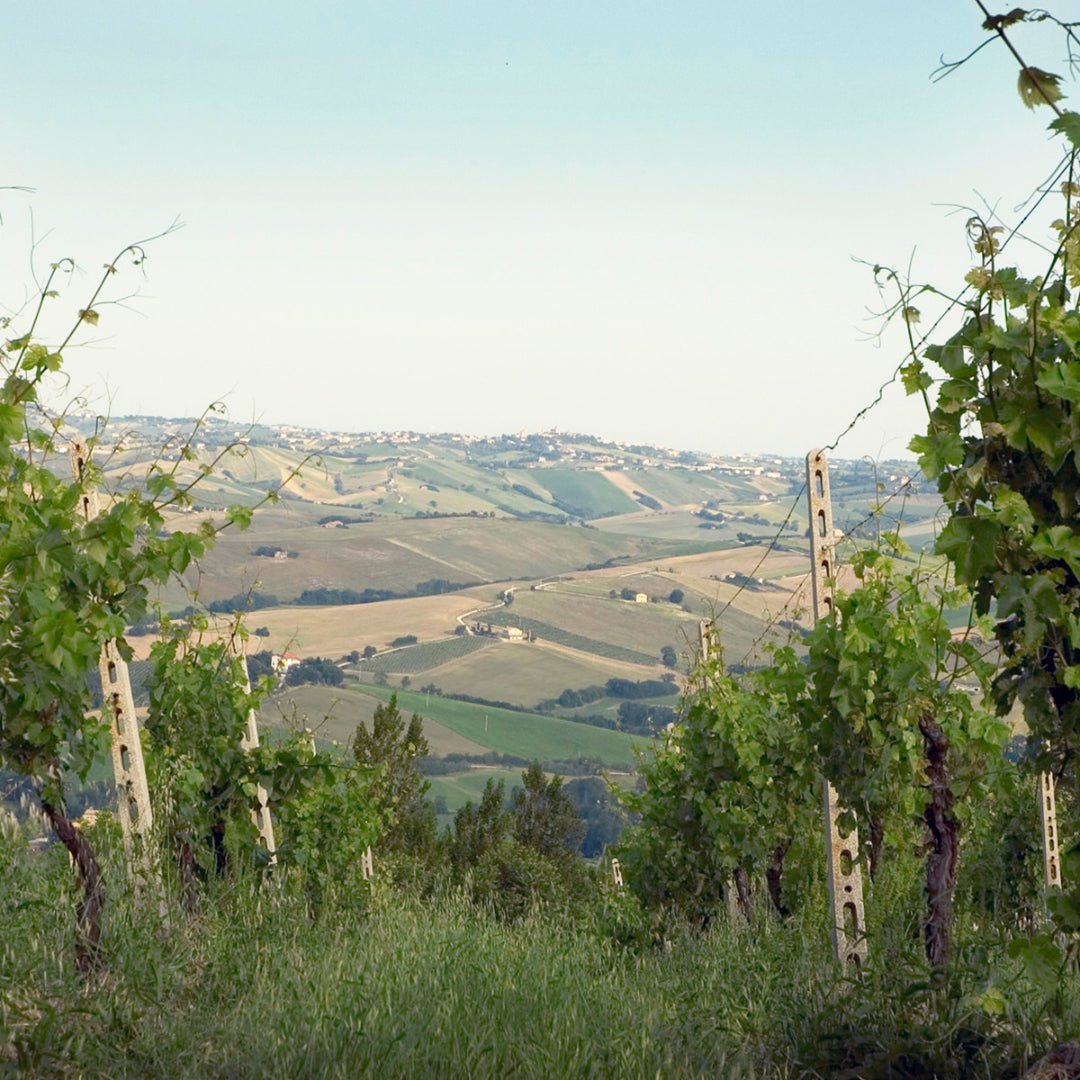 Villa Cialdini Lambrusco Grasparossa - Latitude Wine & Liquor Merchant