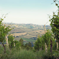 Villa Cialdini Lambrusco Grasparossa - Latitude Wine & Liquor Merchant