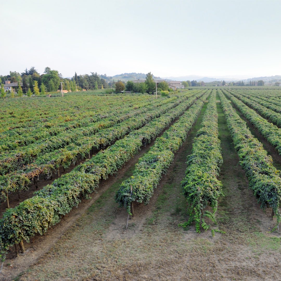 Villa Cialdini Lambrusco Grasparossa - Latitude Wine & Liquor Merchant