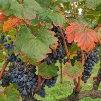 Villa Cialdini Lambrusco Grasparossa - Latitude Wine & Liquor Merchant