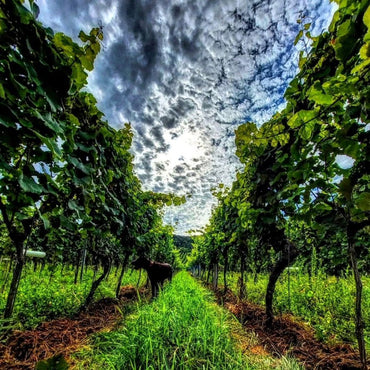 Villa Wolf Gewurztraminer - Latitude Wine & Liquor Merchant