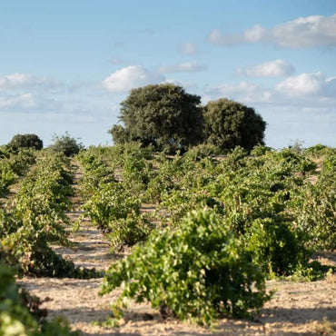 Vinas del Cenit Rojo Field Blend Tradicion - Latitude Wine & Liquor Merchant